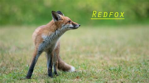 olx red fox|Olxredfox .